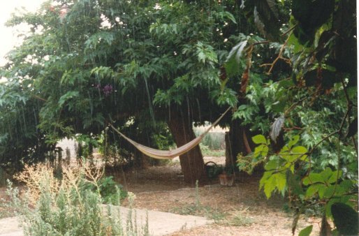 The Garden